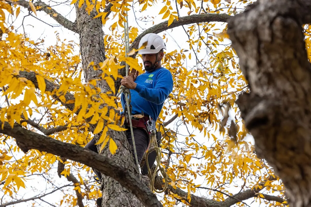Skilled Tree Planing crew working in Westfield